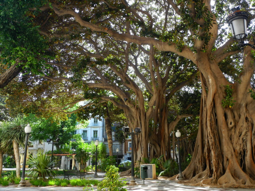 Alicante látnivalók: Plaza de Gabriel Miró