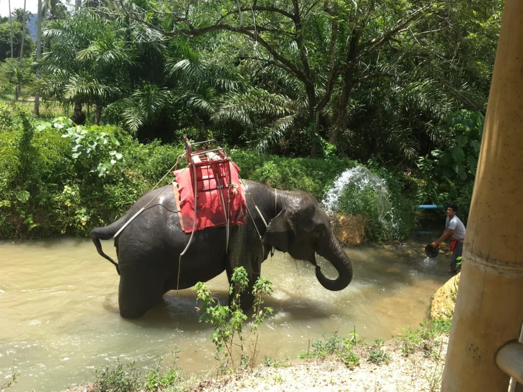 Krabi látnivalók: elefántfürdetés