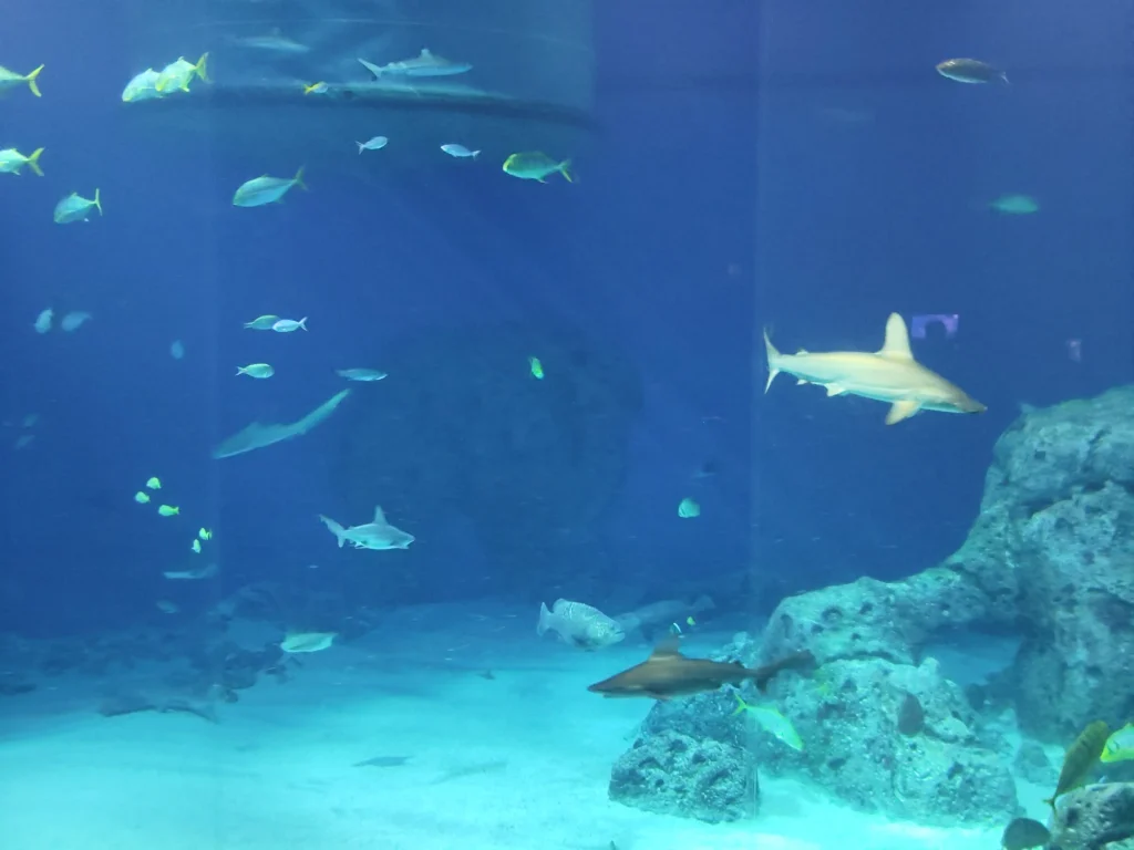 Gran Canaria látnivalók - akvárium