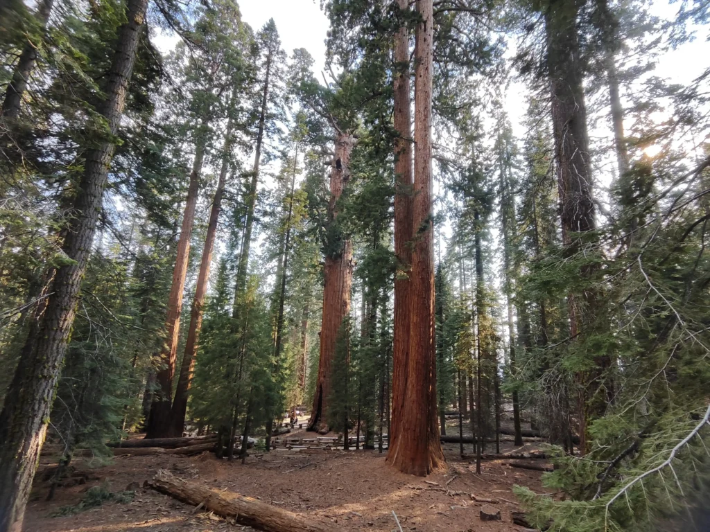 Sequoia Nemzeti Park - erdő