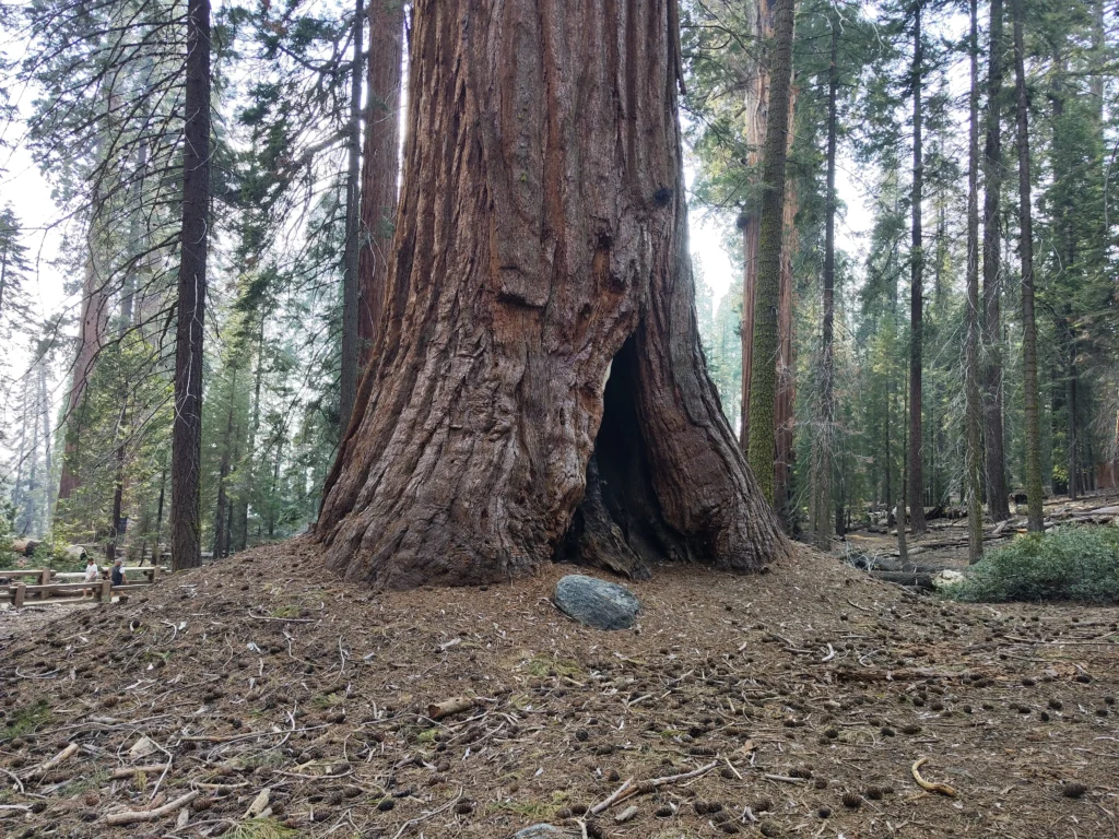 Sequoia Nemzeti Park - a legnagyobb fa a világon