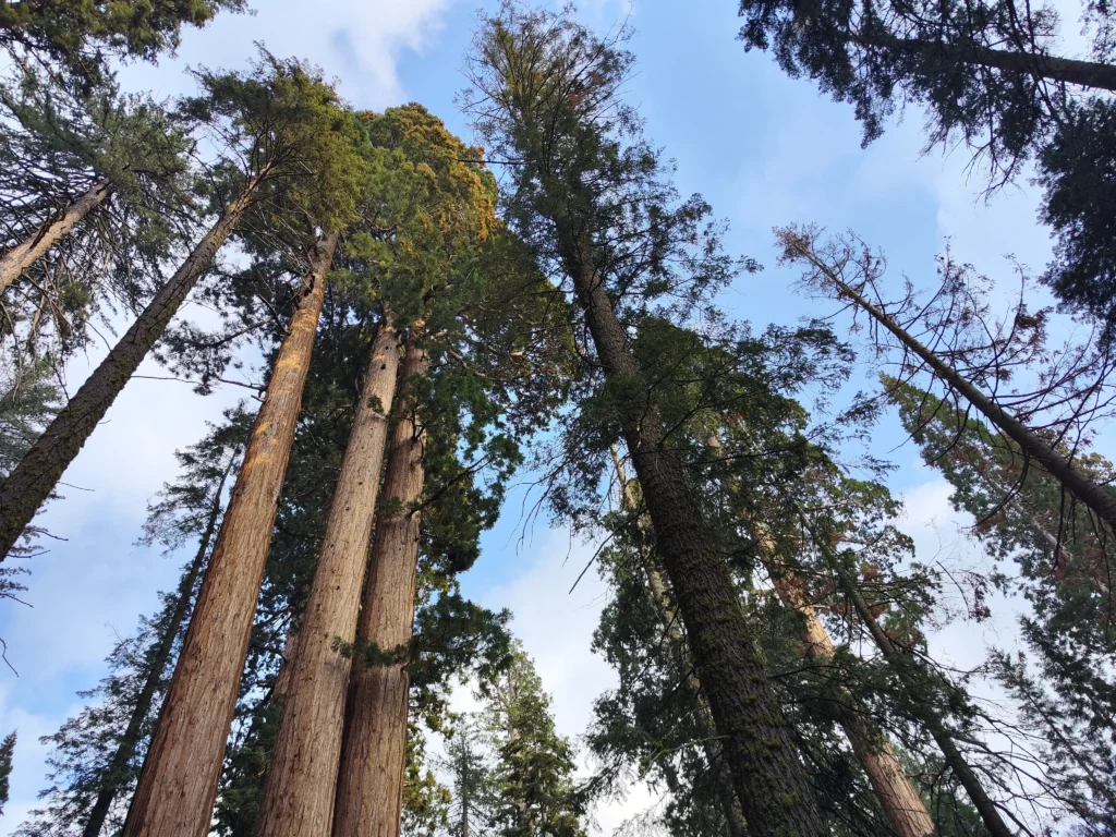 Sequoia Nemzeti Park - mamutfenyők