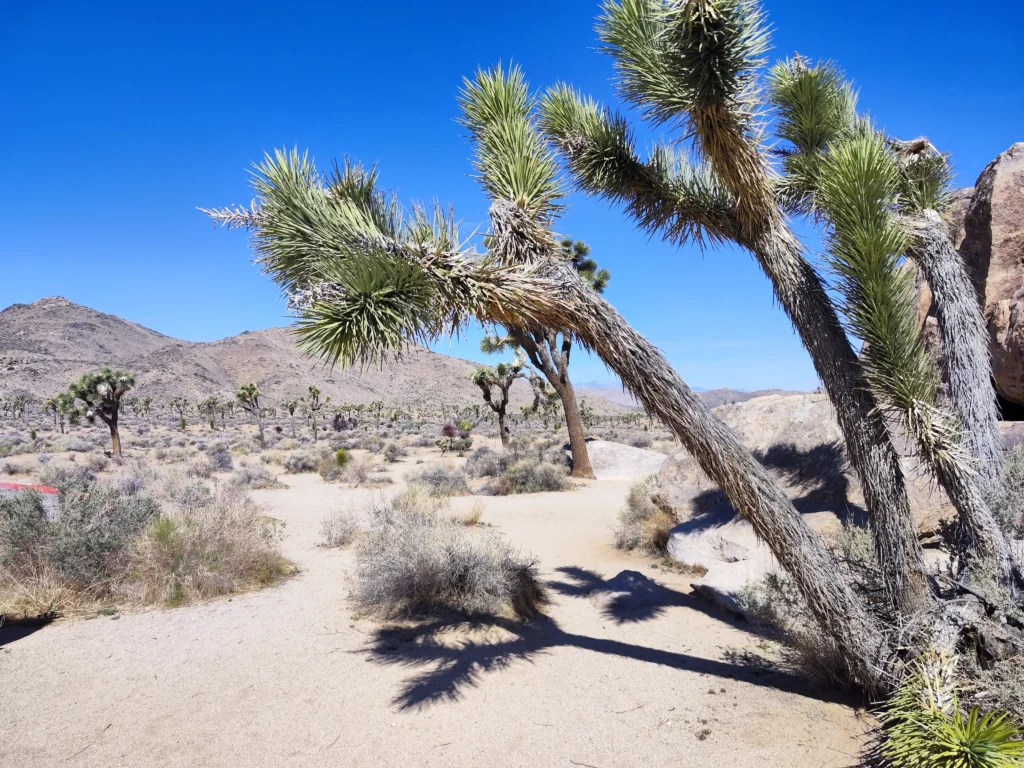 Joshua Tree Nemzeti Park - fák