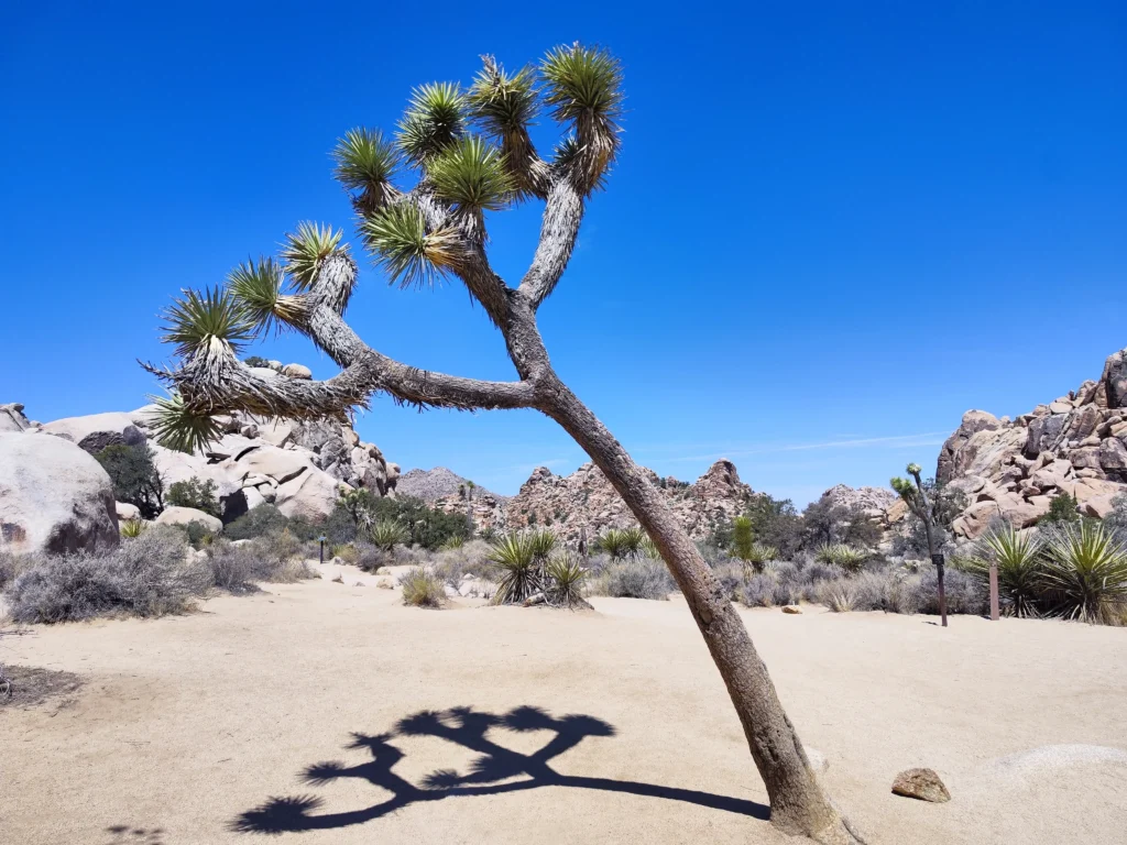 Joshua Tree Nemzeti Park - Érdekességek
