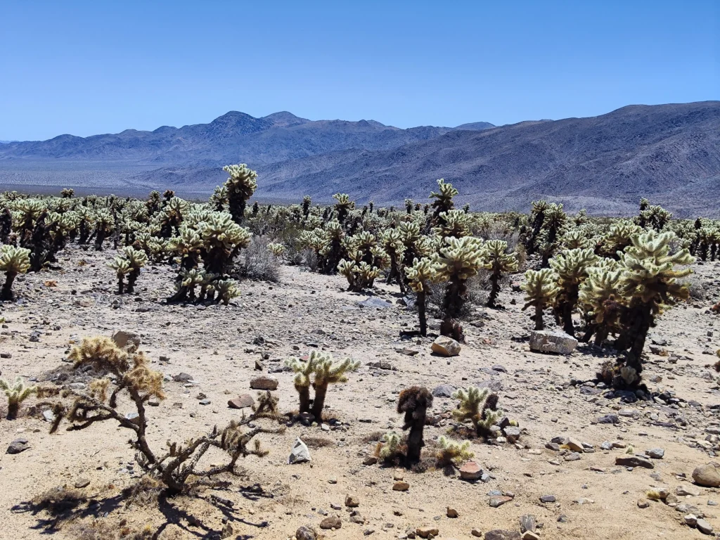 Joshua Tree Nemzeti Park - kaktuszok