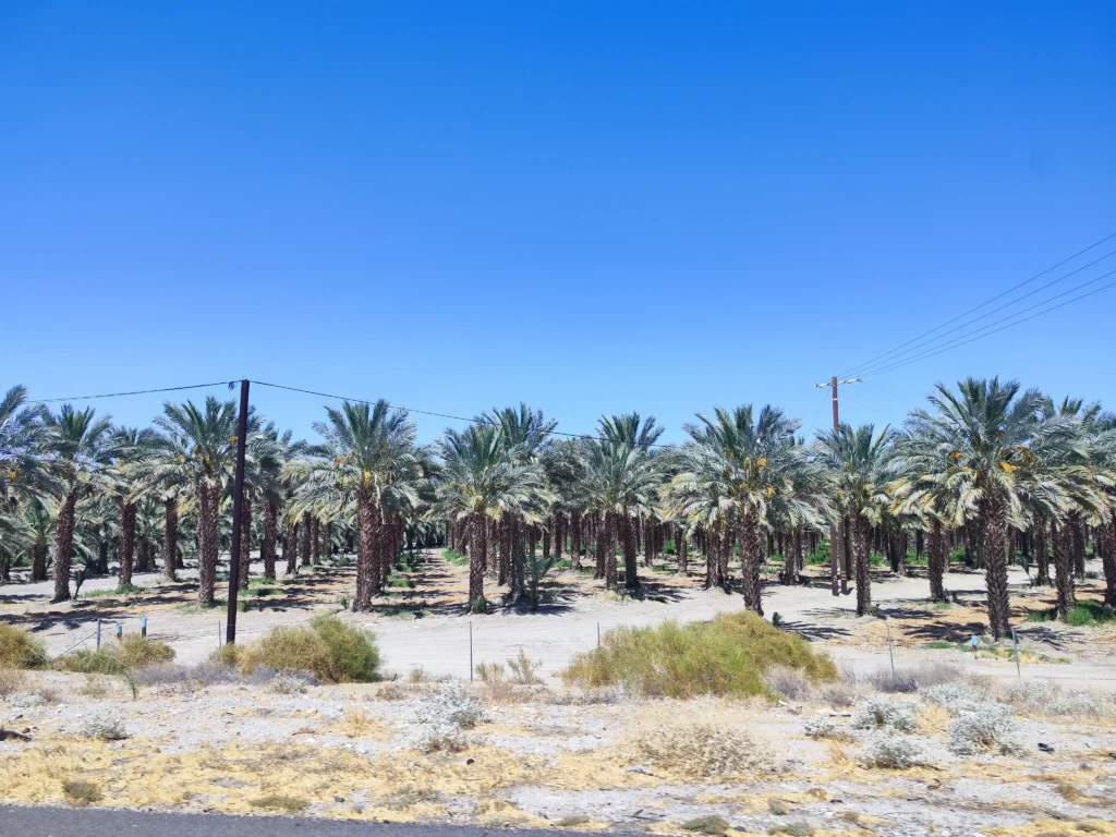 Joshua Tree Nemzeti Park - növények